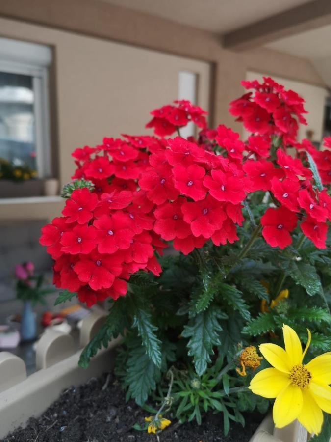 Apartman Jela Nova Varoš Exteriör bild